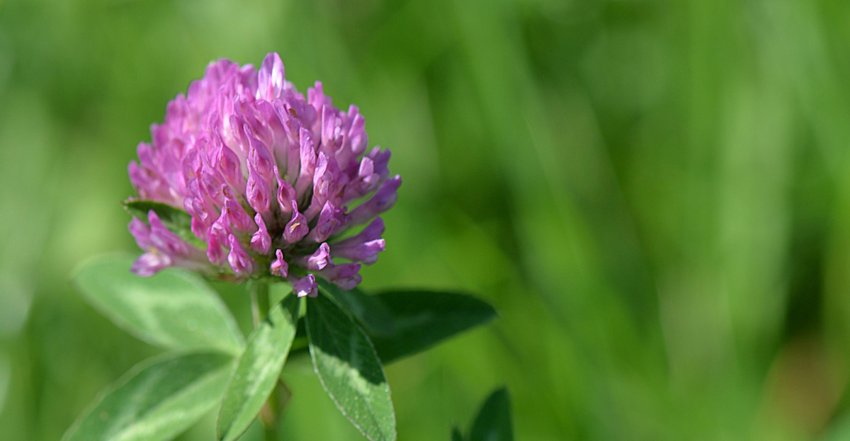 Red Clover